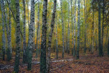 Similar image 21441684