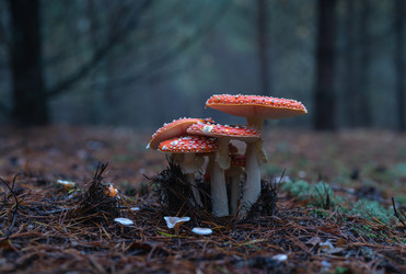 Similar image 21441687