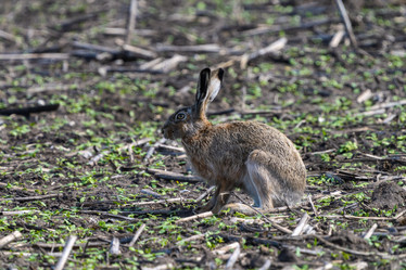 Similar image 21442327