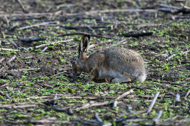 Similar image 21442328