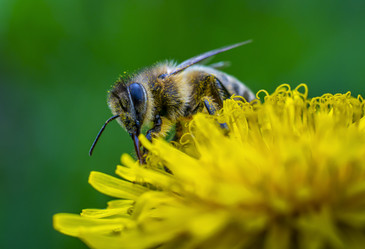 Similar image 21441250