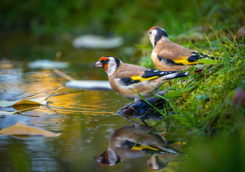 Similar image 21442348