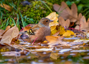 Similar image 21442352