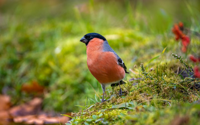 Similar image 21441620