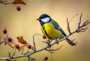 Similar image 21440983