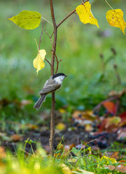 Similar image 21441727