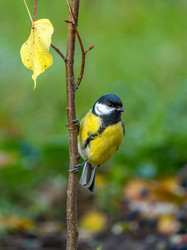 Similar image 21441730