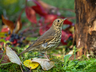 Similar image 21441735