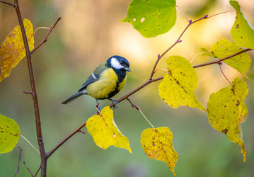 Similar image 21441739