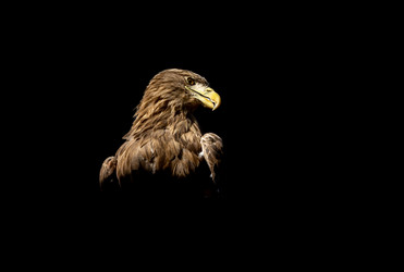 Similar image 21442385