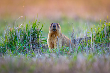 Similar image 21441123