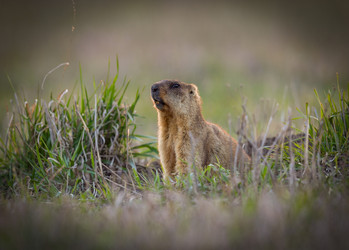 Similar image 21441127