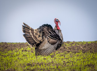 Similar image 21441306