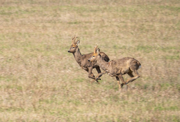 Similar image 21441534