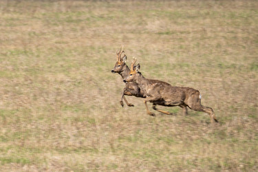 Similar image 21441536