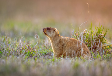 Similar image 21441749