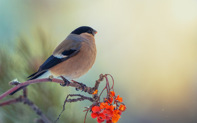 Similar image 21441754