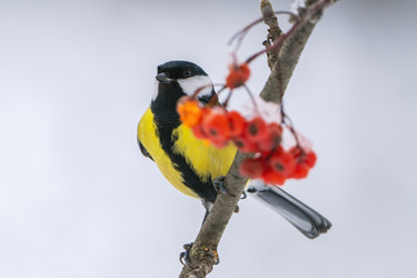 Similar image 21441756