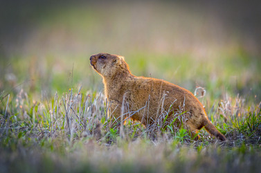 Similar image 21441757