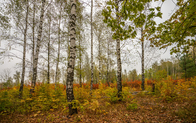 Similar image 21441157