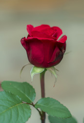 Similar image 21441769