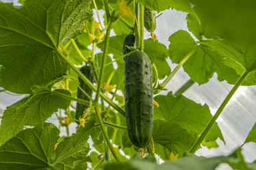 Similar image 21441009