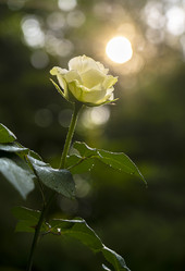 Similar image 21441396