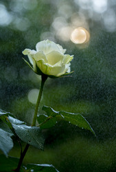 Similar image 21441400