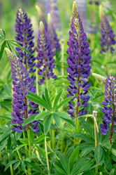 Similar image 21445026