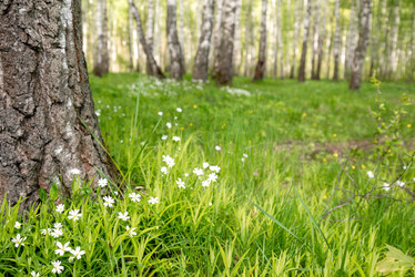 Similar image 21440338