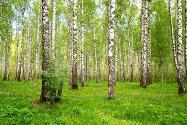 Similar image 21440339