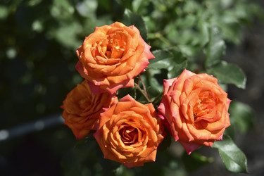 Similar image 21440516