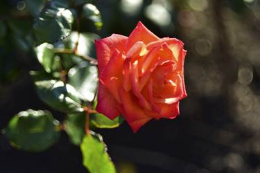 Similar image 21440532