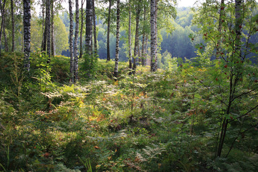 Similar image 21442864