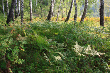 Similar image 21442574