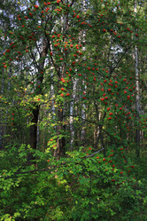 Similar image 21442576