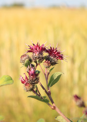 Similar image 21442050