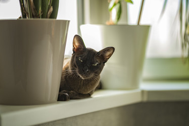 Similar image 21442691