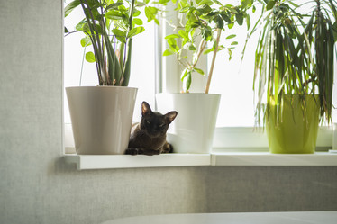 Similar image 21442700