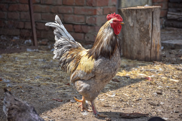 Similar image 21442983