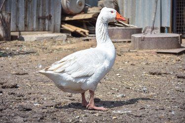 Similar image 21443336