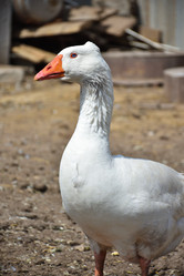 Similar image 21443338