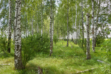 Similar image 21449068