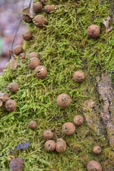 Similar image 21443398