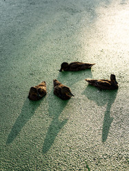 Similar image 21446313