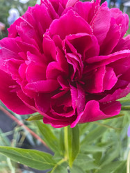 Similar image 21445748