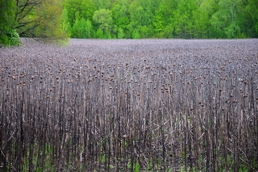 Similar image 21445275