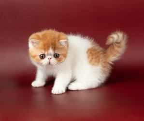 Similar image 21445282