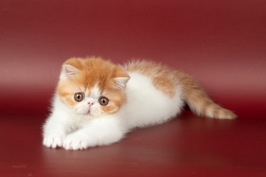 Similar image 21445283