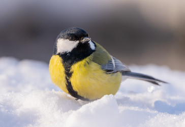 Similar image 21445372